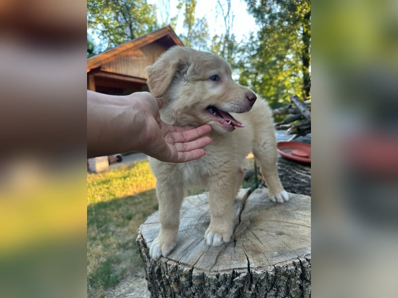 Sari, geboren 25.04.2026, 30cm sucht ihre Familie