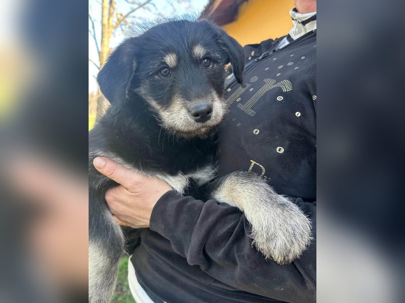 Timon, geb. 12.2025, 35cm sucht seine Abenteurer