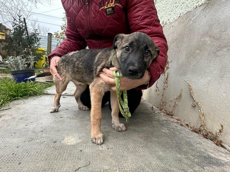 Mano. geboren 11.09.2025, 33cm sucht sein Glück