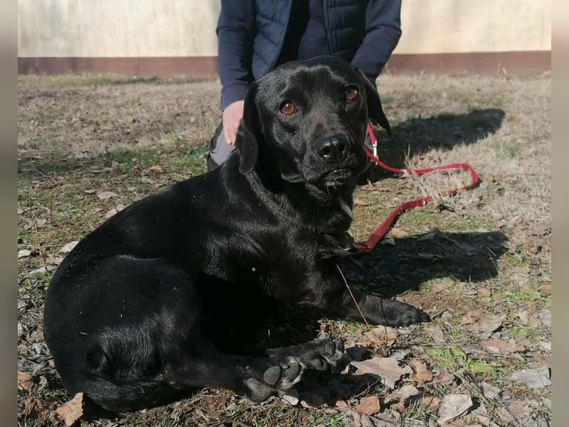 Brooklyn, geboren 01.11.2021, 32cm sucht sein Zuhause