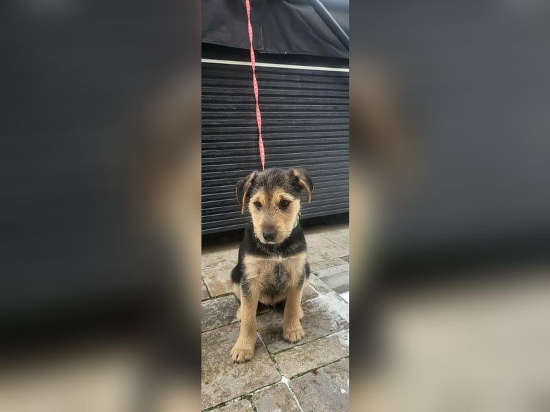 Cooper, geboren 19.10.2025, 33cm sucht seine Menschen