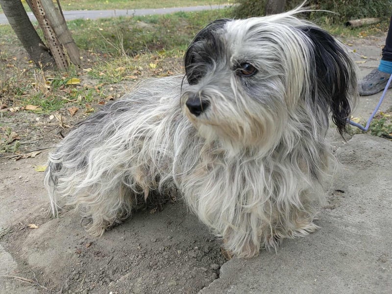 Gizmo, geboren 01.11.2022, 26cm sucht Geborgenheit