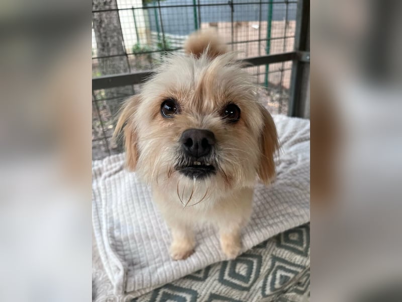 Suzy, geboren 28.11.2023, 34cm sucht ihre Menschen