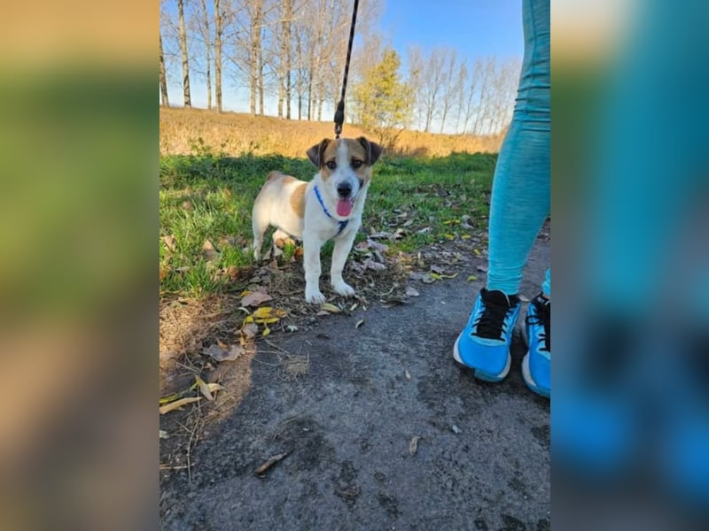 Wyatt, geboren 06.2025, 35cm sucht sein Zuhause