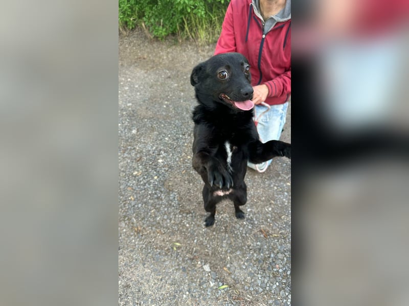 Ajna, geb. 06/2024, 39 cm, sucht ihre Herzensmenschen
