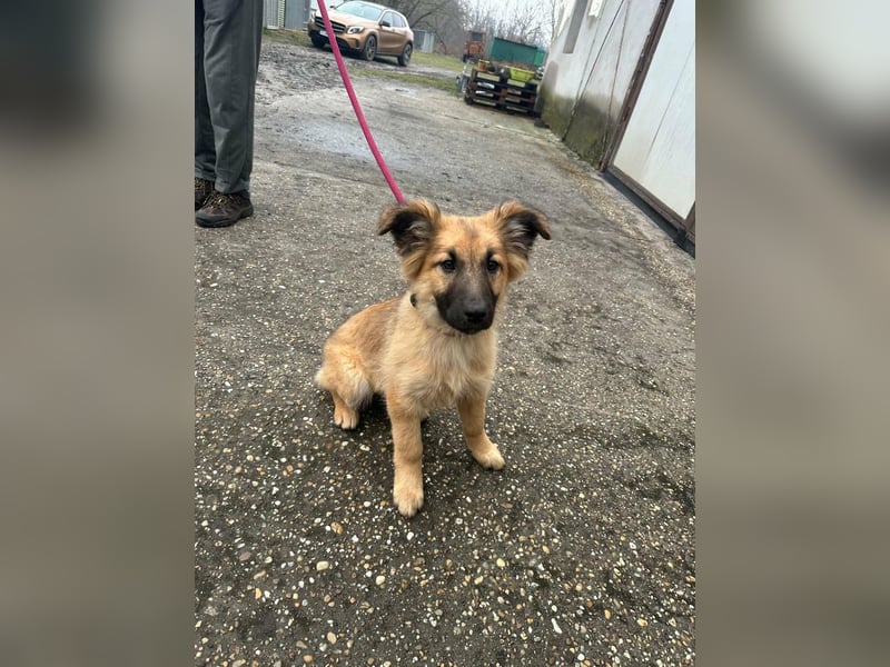Fedra, geboren 01.11.2025, 40cm sucht ihr Menschen