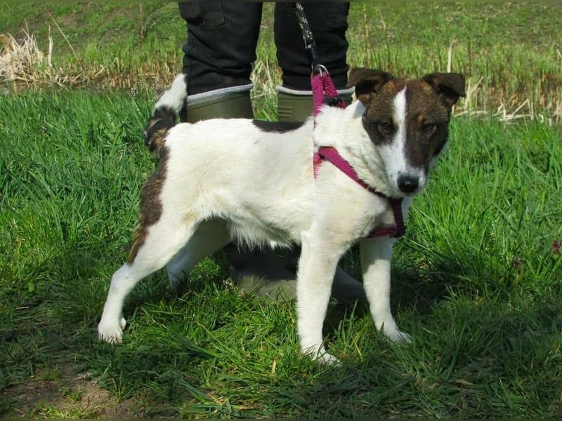 Szamoca, geb. 06/2025, 35 cm, sucht ihre Herzensmenschen
