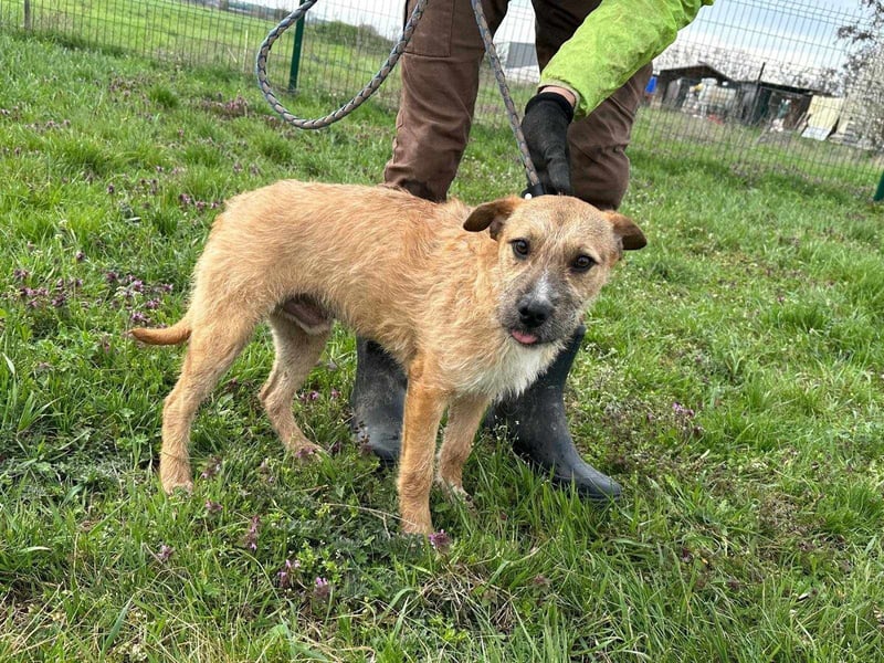 Jerry, geboren 15.07.2024, 42cm sucht sein Körbchen