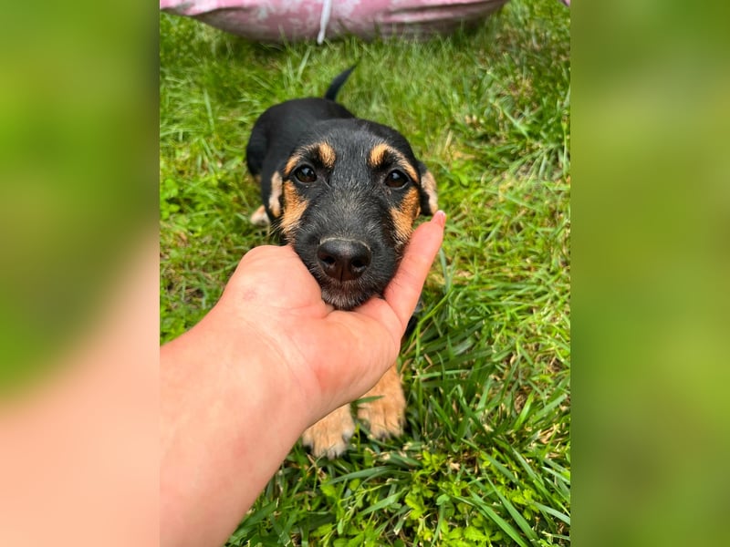 Tilli, geboren 08.02.2026, 26cm sucht ihre Chance