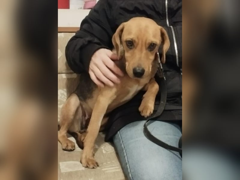 Poppy, geboren 01.07.2024, 40cm sucht Geborgenheit