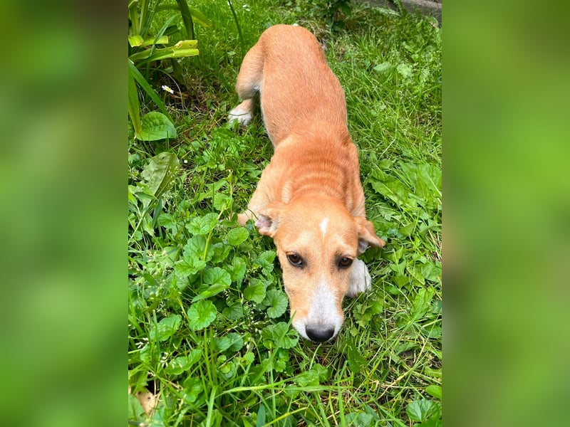 Tammy, geboren 08.02.2026, 27cm sucht ihre Menschen