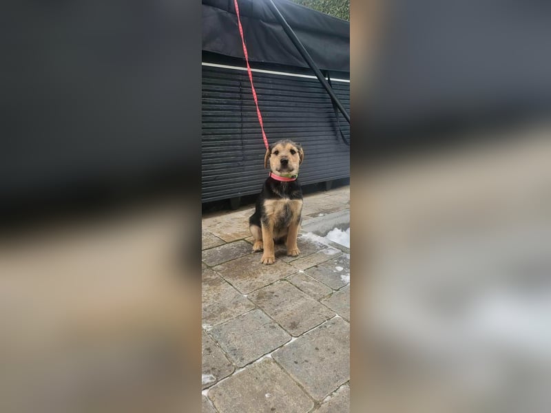 Cooper, geboren 19.10.2025, 33cm sucht seine Menschen