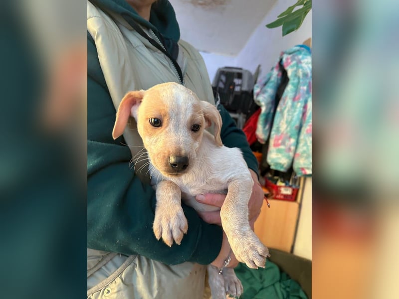 Dumbo, geboren 10.11.2025, 26cm sucht seine Menschen