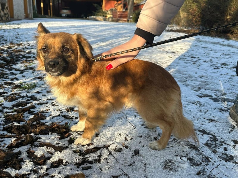 Leo, geboren 12.05.2023, 31cm sucht sein Glück