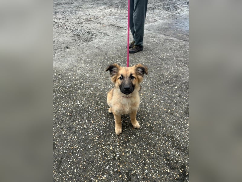 Fedra, geboren 01.11.2025, 40cm sucht ihr Menschen