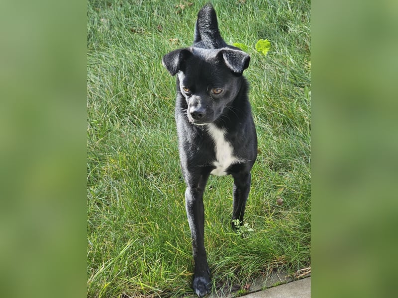 Onix, geboren 31.01.2025, 38cm sucht neuen Wirkungskreis (Pflegestelle in Deutschland)