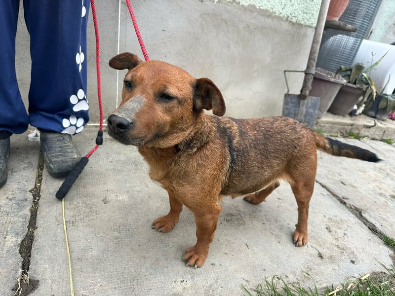 Paloma, geboren 01.10.2019, 34cm sucht ihre Menschen