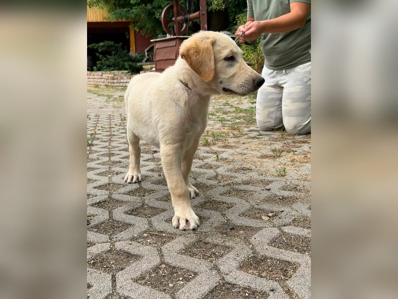 Maximus, geboren 13.03.2026, 39cm sucht sein Körbchen