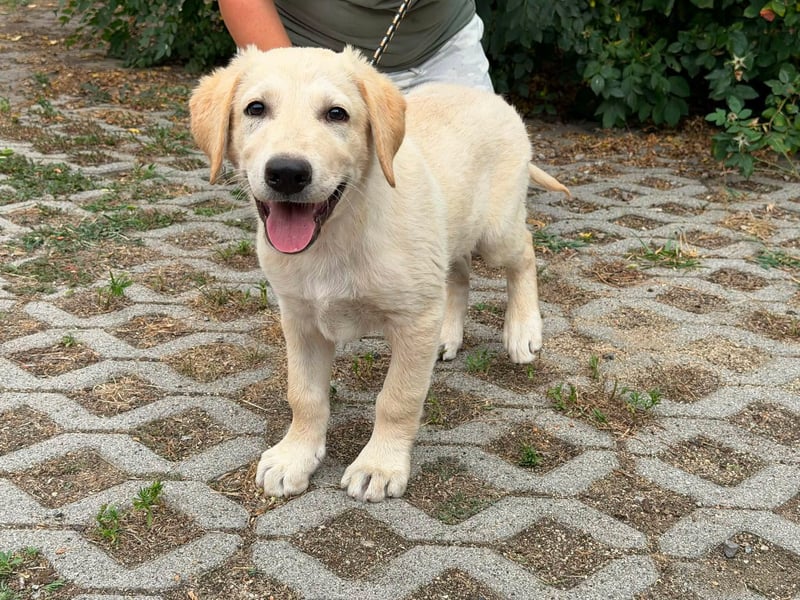 Maximus, geboren 13.03.2026, 39cm sucht sein Körbchen