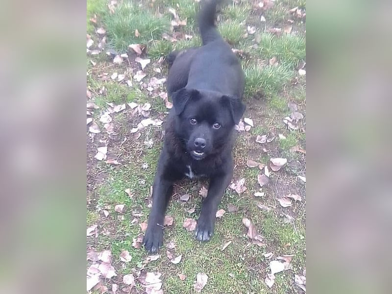 Roy, geboren 08.07.2025, 43cm sucht seine Menschen