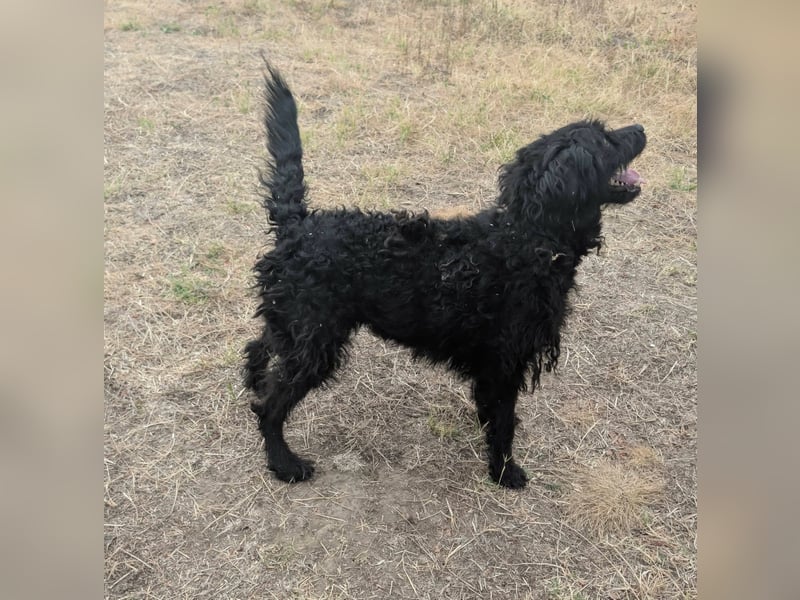 Anka, geboren 01.03.2025, 39cm sucht ihre Chance