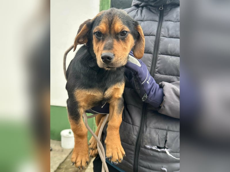 Chris, geboren 26.10.2025, 30cm sucht DICH!