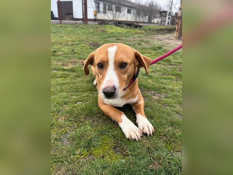 Barnabas, geboren 10.05.2025, 38cm sucht sein Zuhause