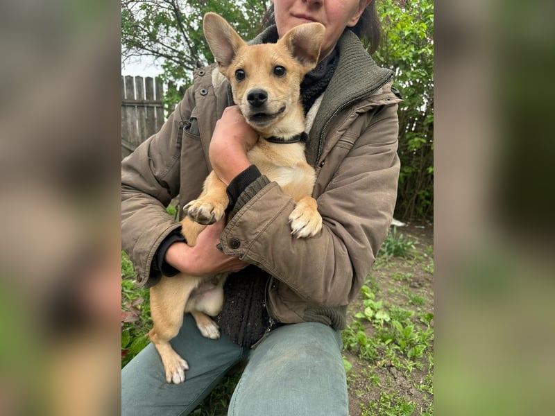 Yoda, geboren 13.01.2026, 26cm sucht sein Zuhause