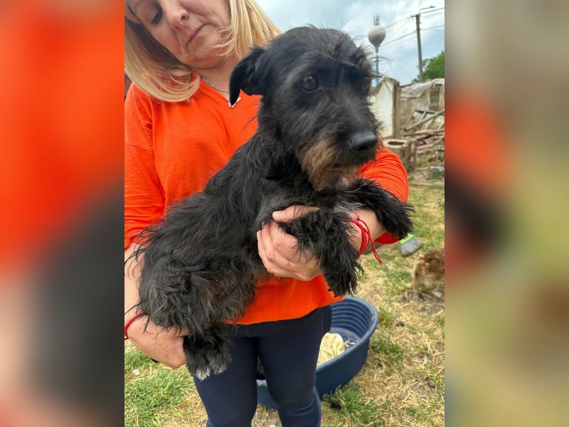 Pixie, geboren 02.11.2025, 33cm sucht ihr Zuhause