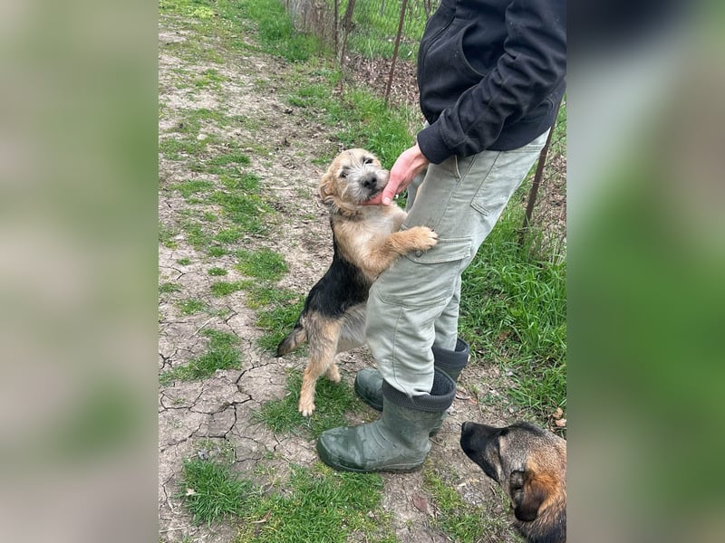 Evita, geboren 19.10.2025, 41cm sucht ihr Glück