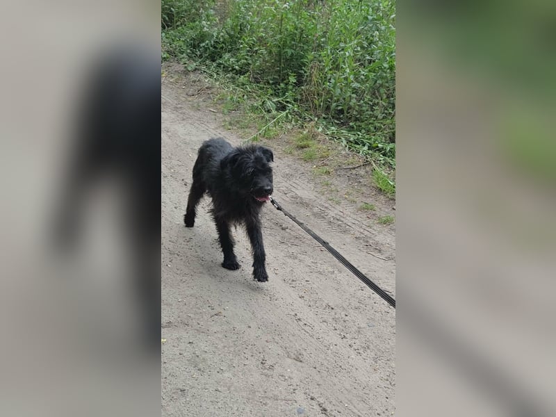Kuksi, geboren 24.10.2022, 42cm sucht liebevolles Zuhause