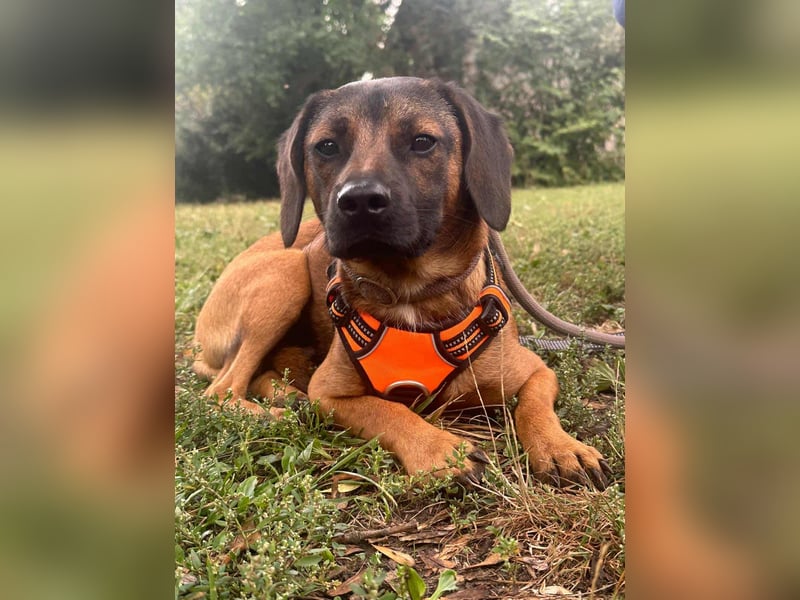 Belfegor, geboren 05.01.2025, 41cm sucht sein Körbchen