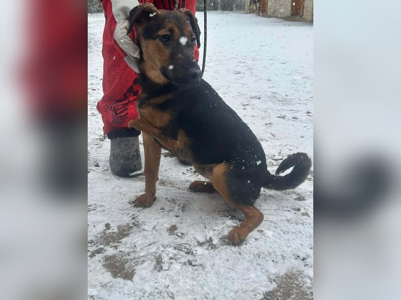 Marko, geboren 26.06.2025, 40cm sucht tierliebe Menschen
