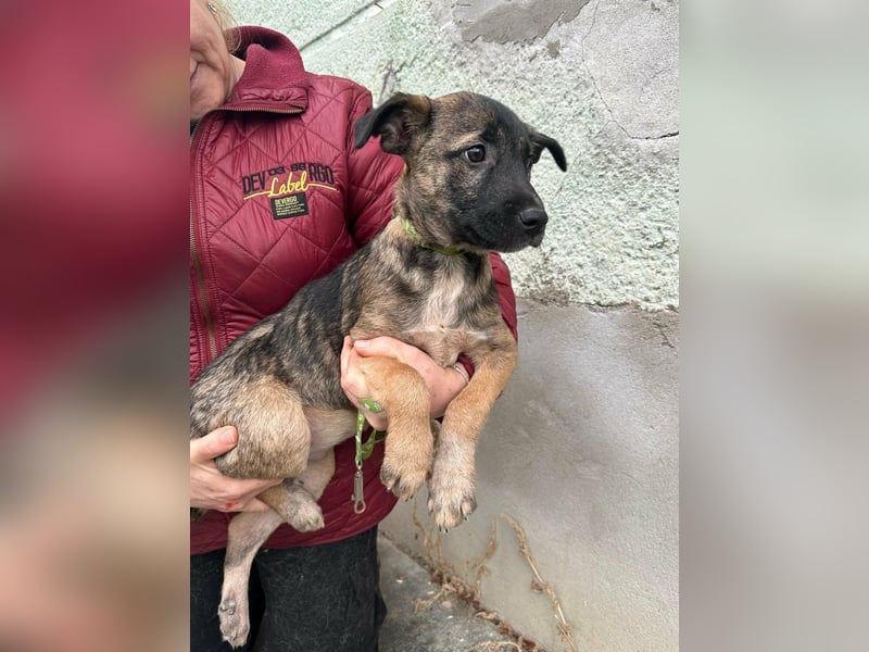 Mano. geboren 11.09.2025, 33cm sucht sein Glück