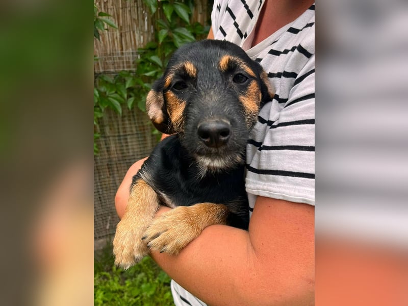 Tilli, geboren 08.02.2026, 26cm sucht ihre Chance
