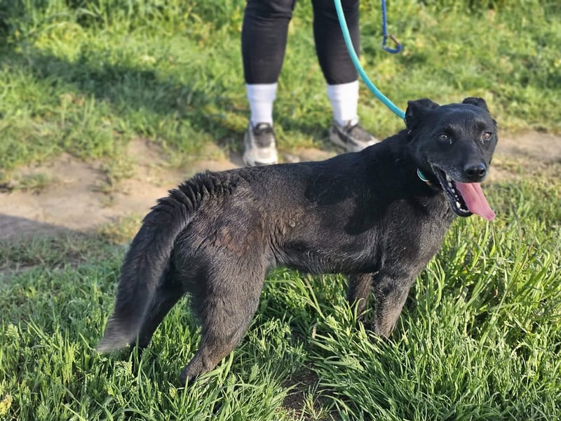 Eben, geboren 01.03.2022, 40cm sucht ihr Körbchen
