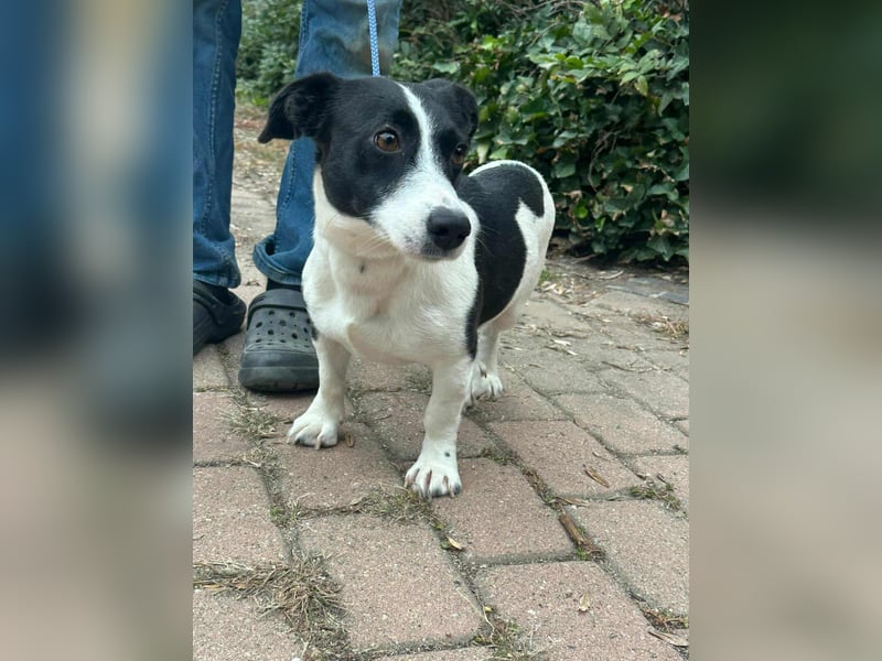 Alma, geboren 26.08.2023, 29cm sucht ihr Glück (Pflegestelle Deutschland)