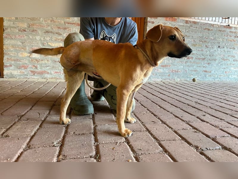 Brandon, geboren 01.11.2025, 42cm sucht sein Glück