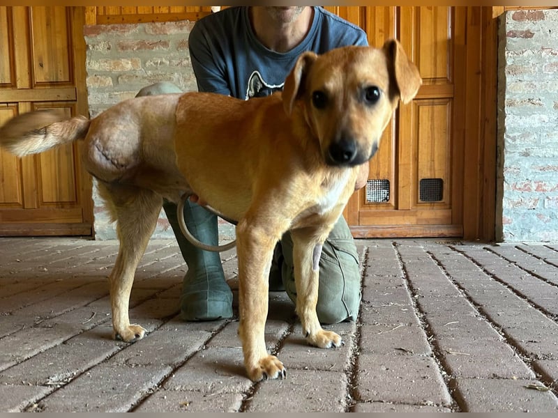 Brandon, geboren 01.11.2025, 42cm sucht sein Glück