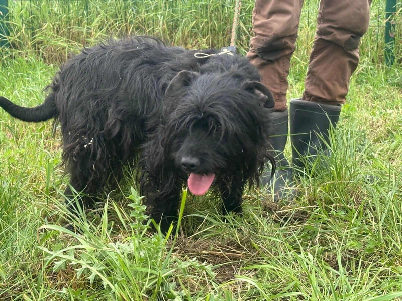 Rambo, geboren 01.03.2023, 42cm sucht sein für immer Zuhause