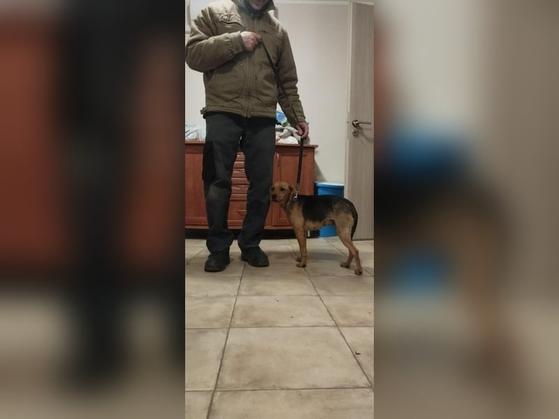 Poppy, geboren 01.07.2024, 40cm sucht Geborgenheit