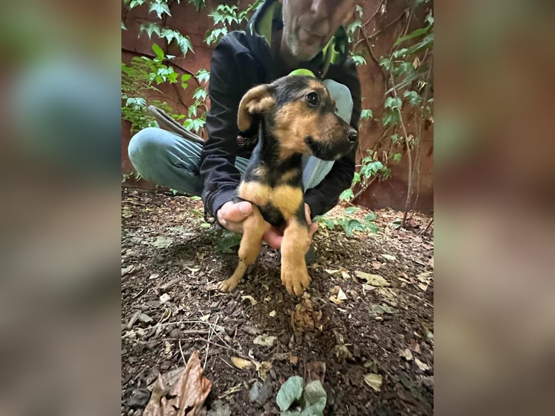 Saki, geboren 26.06.2025, 38cm sucht ihren Platz