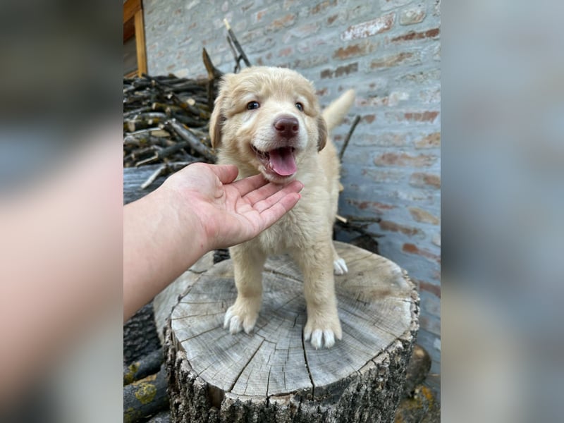 Sari, geboren 25.04.2026, 30cm sucht ihre Familie