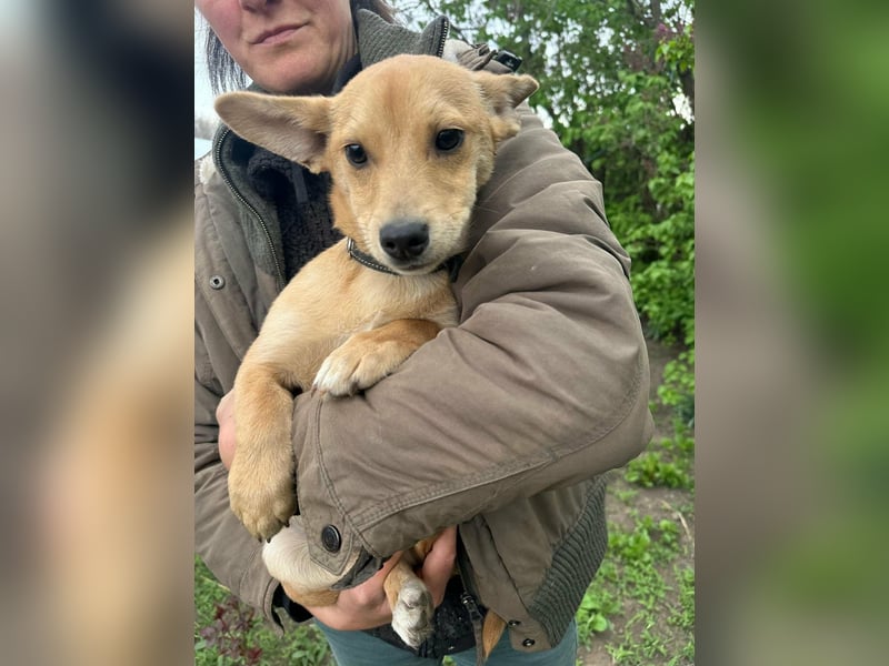 Yoda, geboren 13.01.2026, 26cm sucht sein Zuhause