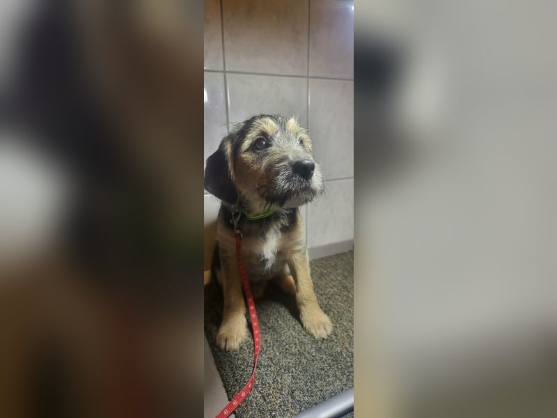 Bradley, geboren 19.10.2025, 32cm sucht sein Zuhause