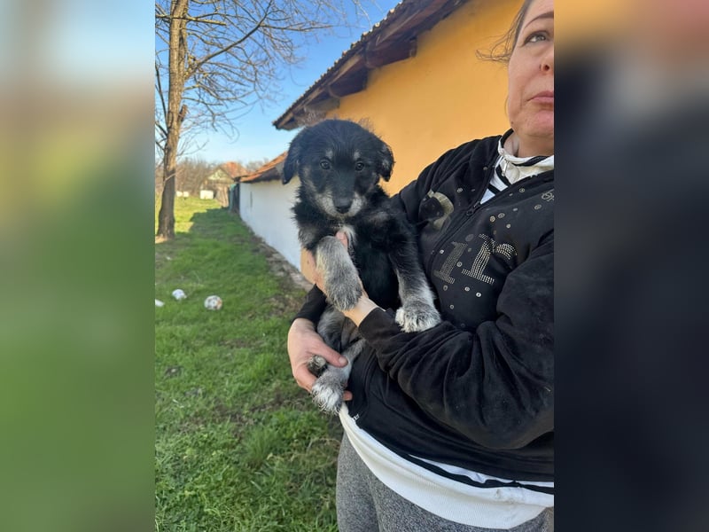 Ava, geboren 11.12.2025, 33cm sucht ihre Menschen