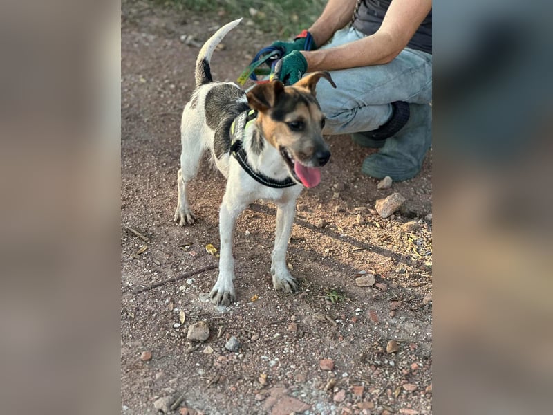 Zümi, geboren 10.12.2024, 40cm sucht seine Menschen