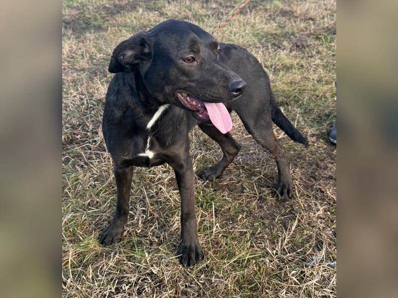 Hella, geboren 25.01.2025, 42cm sucht ihr Für-immer-Zuhause