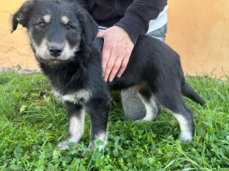 Timon, geboren 11.12.2025, 35cm sucht sein Körbchen