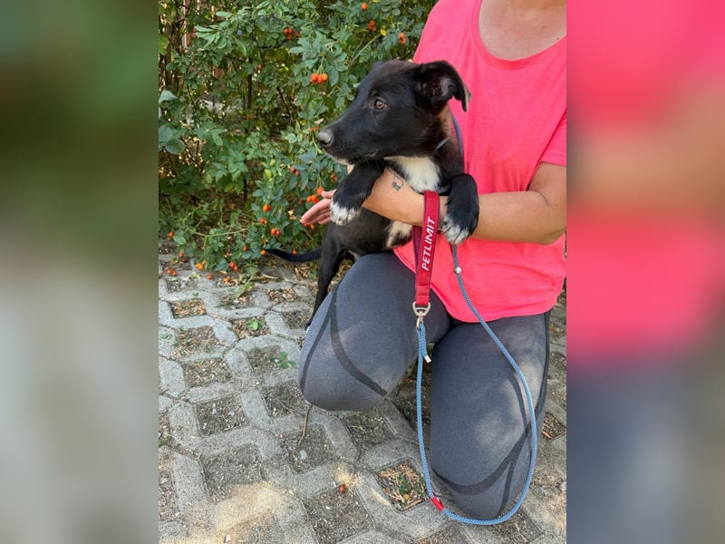 Danny, geboren 25.05.2026, 39cm sucht seine Menschen